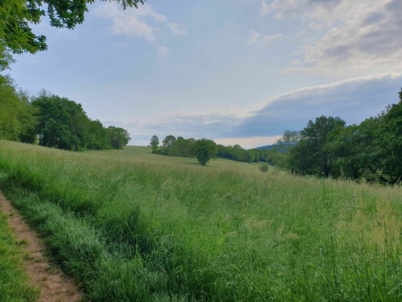 Tour du Wangenberg -Wasselonne - Wasselonne