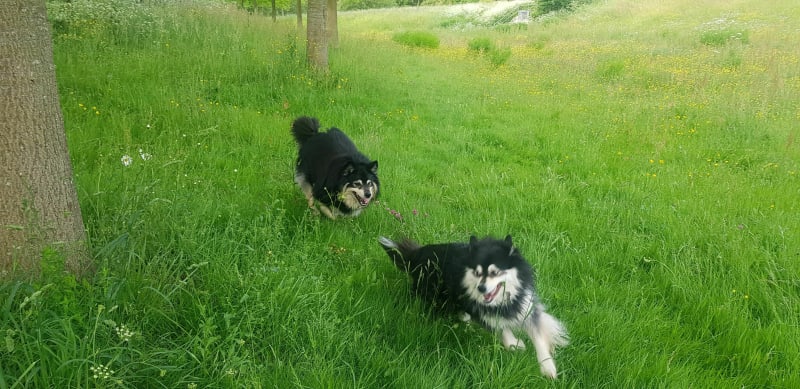 Balade pour chien par les pistes cyclable - La Roche-sur-Yon
