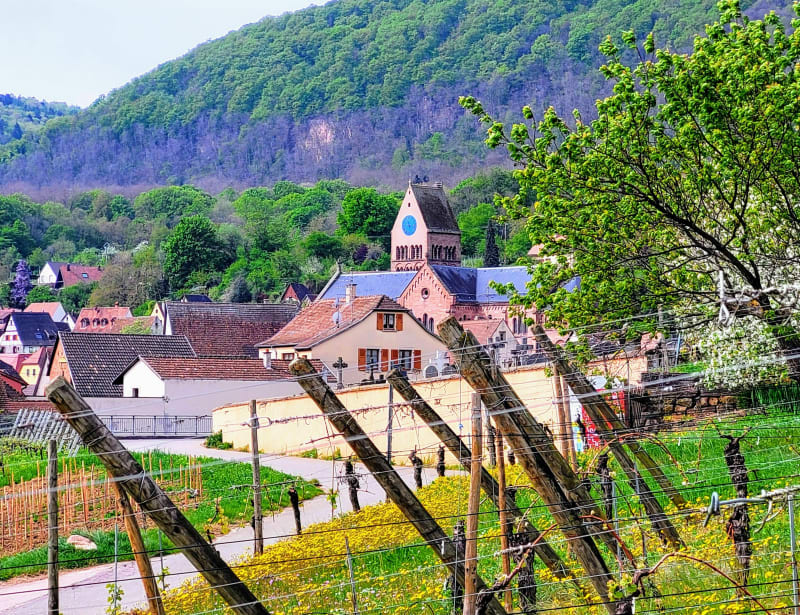 Circuit entre vigne et forêts vers notre Dame du SCHAUENBERG - Gueberschwihr