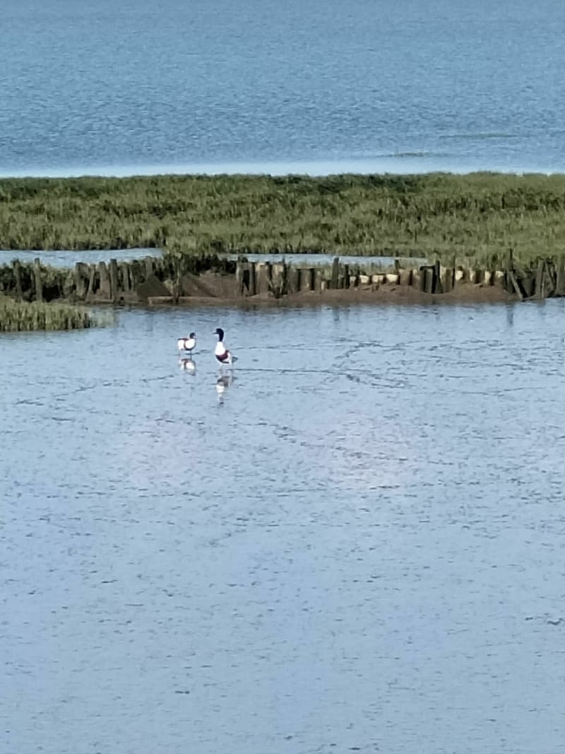 Balade matinale de Lanton à Taussat par le littoral - Lanton