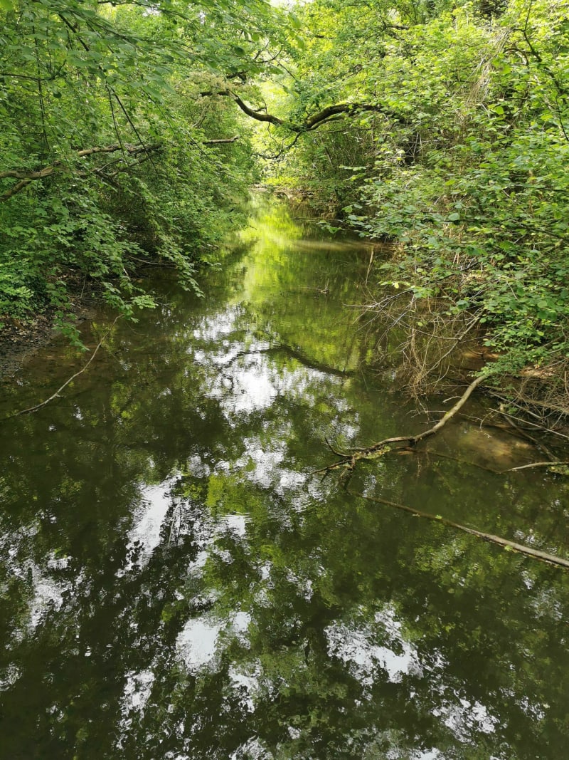 Balade en forêt de Neuhof - Illkirch-Graffenstaden