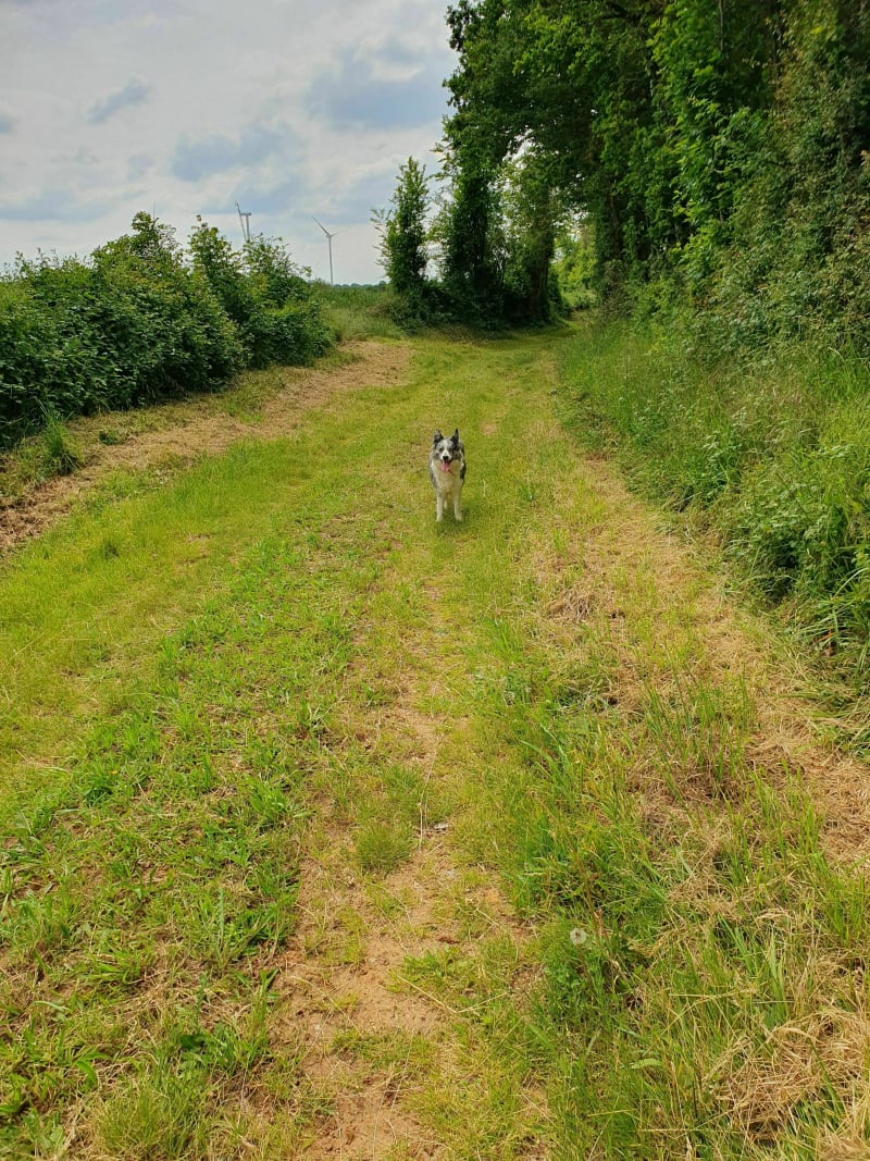 Boucle vers les éoliennes par les Héraults - Saint-Sauvant