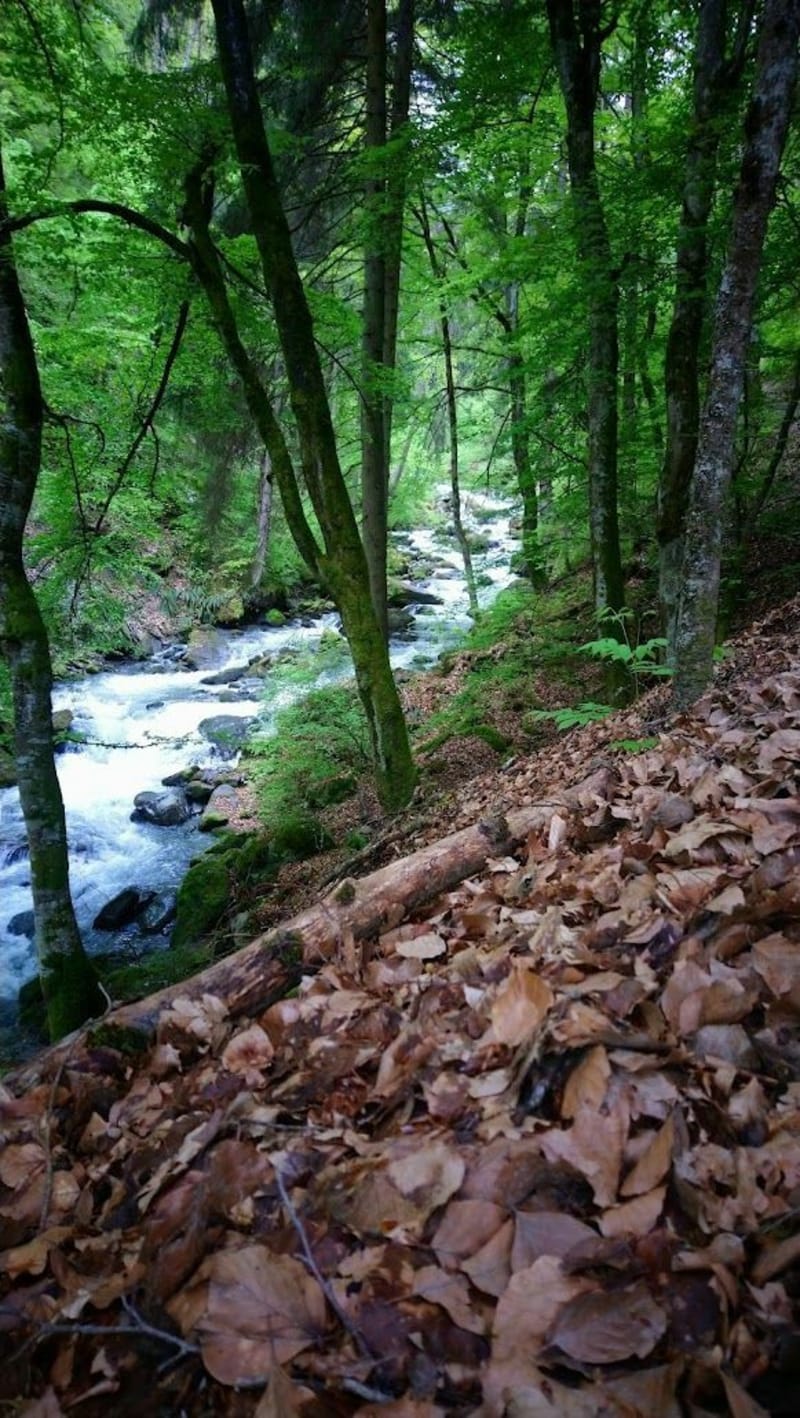 Les Allues par le Bois de Cythère - Brides-les-Bains