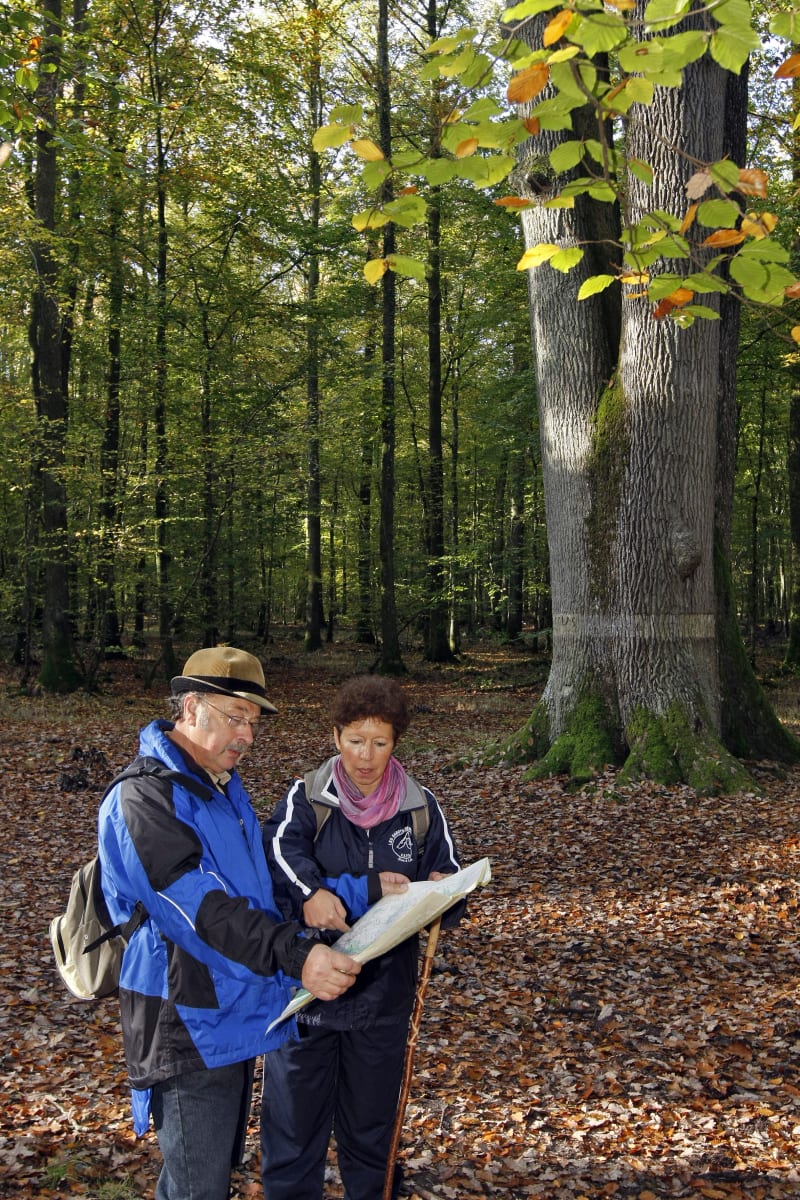 En forêt de Dreux - Montreuil
