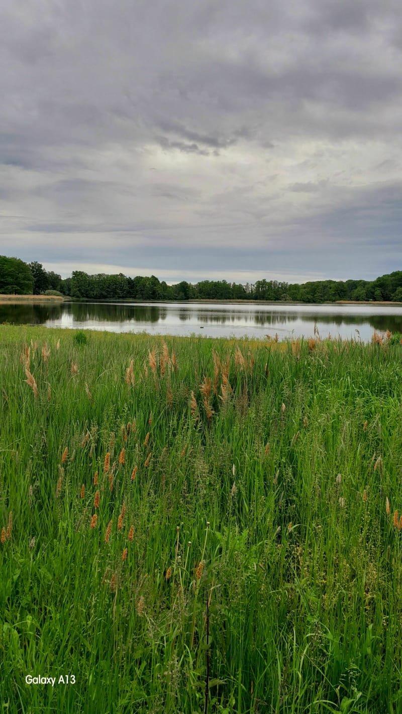 Etang des Léchères et Saint-Paul-de-Varax - Saint-Paul-de-Varax