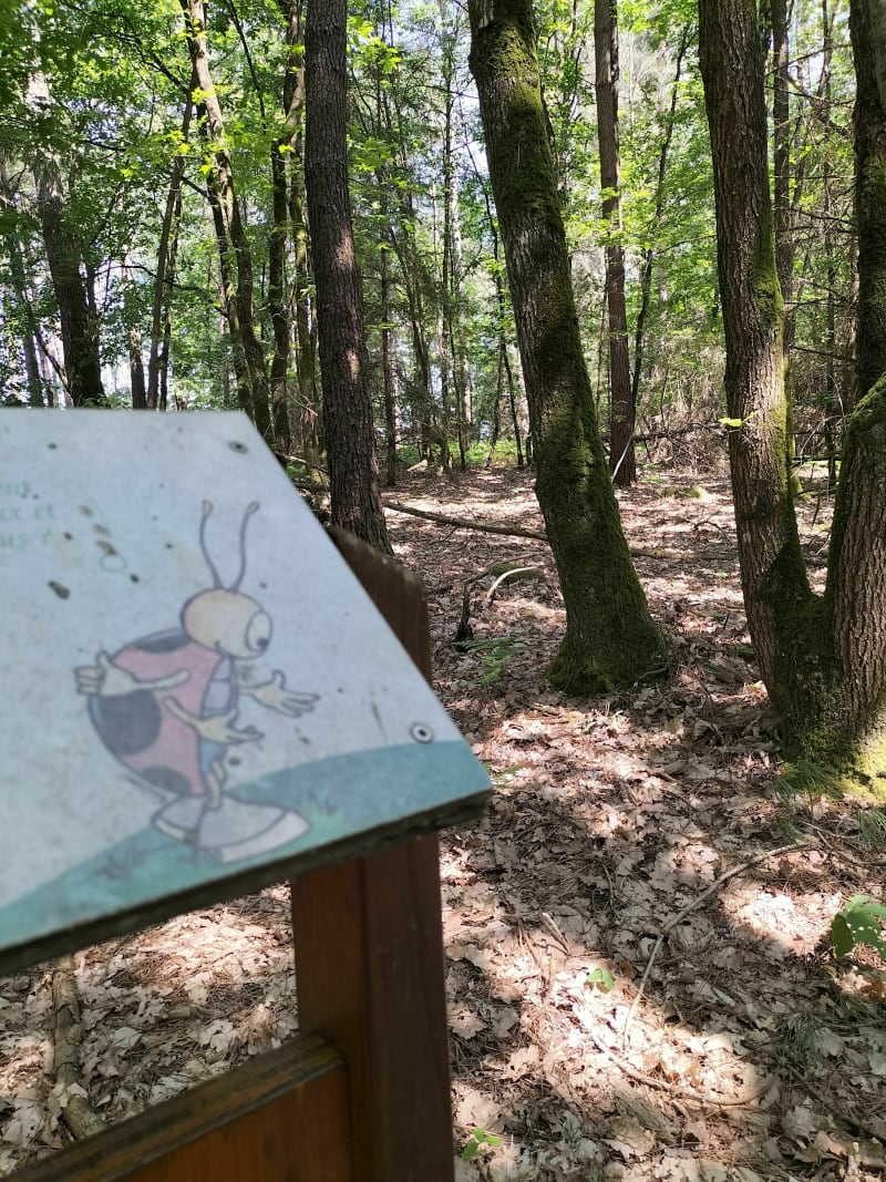 Le long de la Vilaine : Coccinelle, où es tu cachée ? - Guipry-Messac