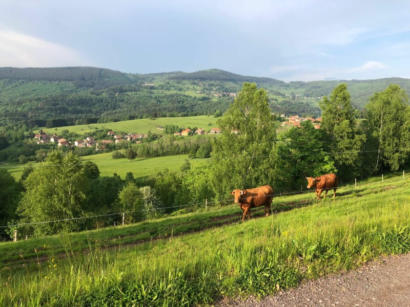 Balade en VTT à Bellefosse, pâturages et sous-bois - Bellefosse