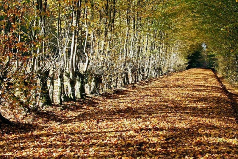 Forêt et étangs de Senonches - Senonches