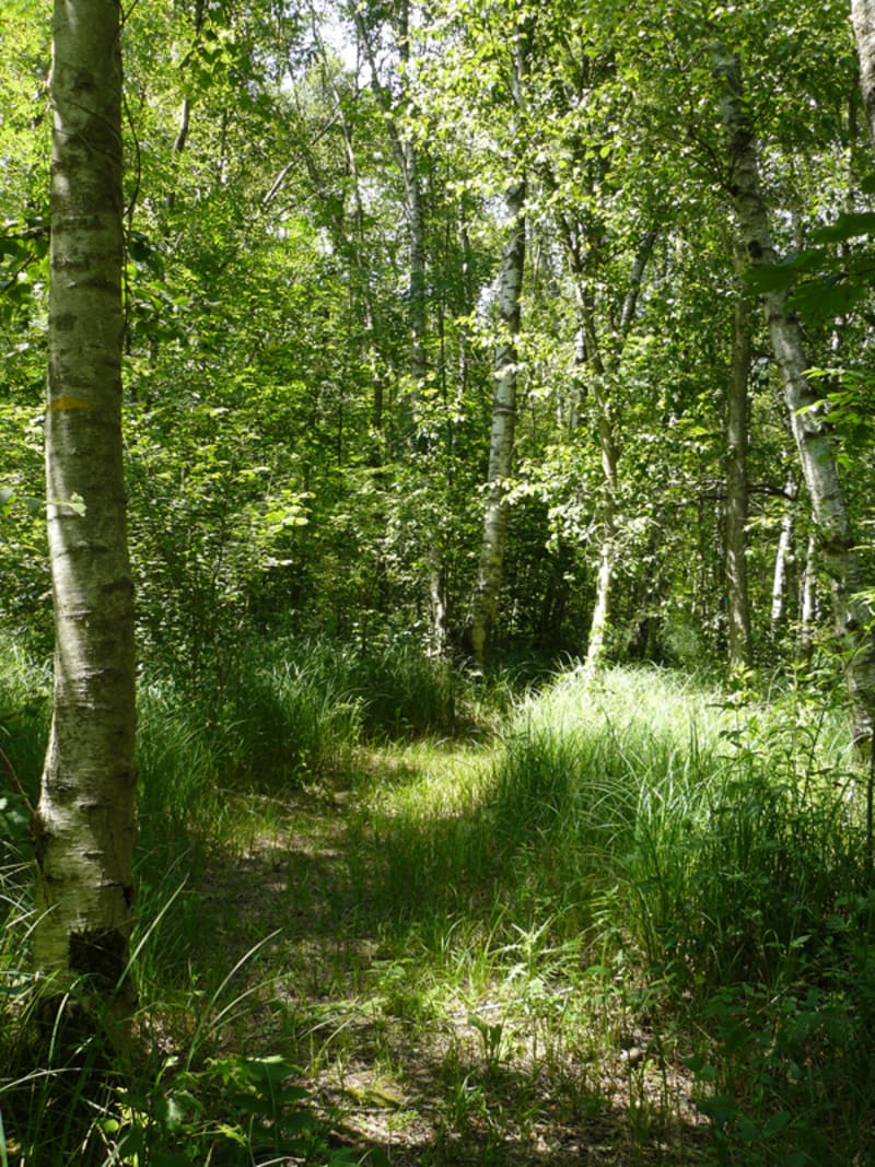 Sentier des grands marais d'Auneau - Auneau-Bleury-Saint-Symphorien