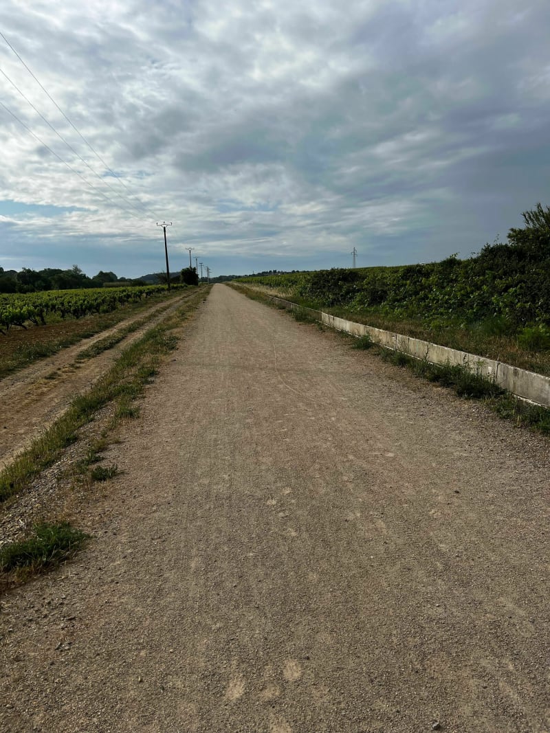 Dans les vignobles de Maraussan à Cazouls - Maraussan