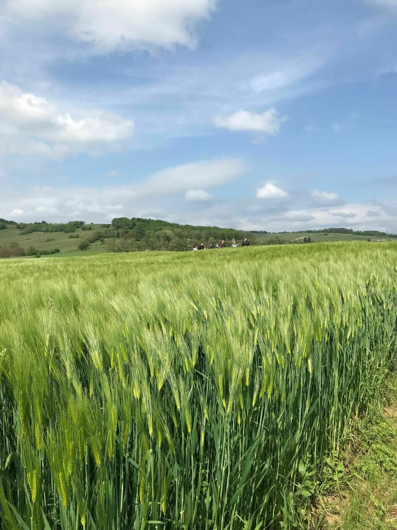 Promenade du ¨Pied Mont - Obernai