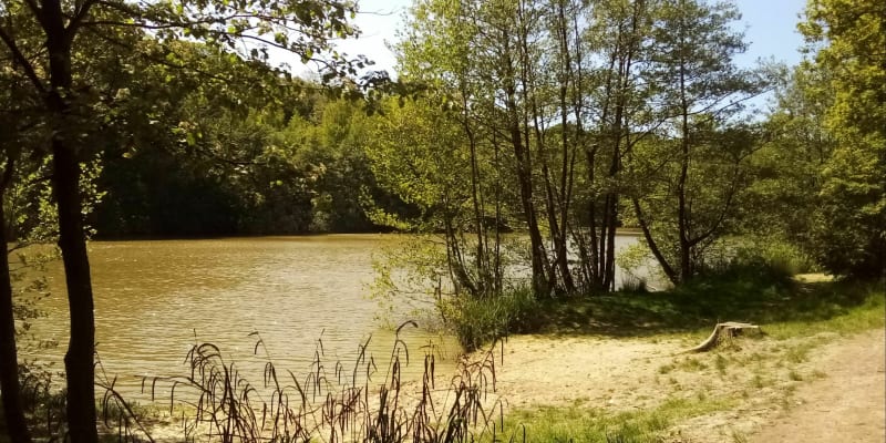 Balade en forêt de Rihoult Clairmarais - Clairmarais
