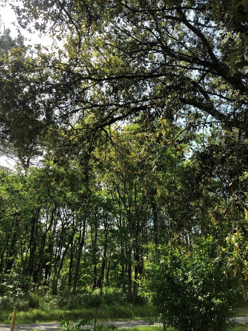 Boucle de St-Yzan, par St-Savin et Cézac à VTC - Saint-Mariens