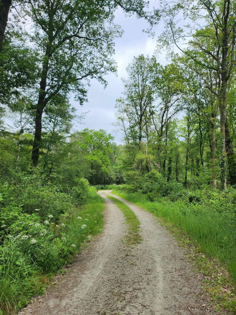 Balade simple et efficace dans la forêt du Gâvre - Plessé