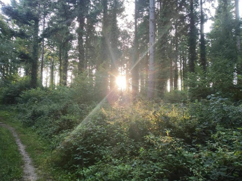 Belle balade en Fôret de GuÎnes - Guines