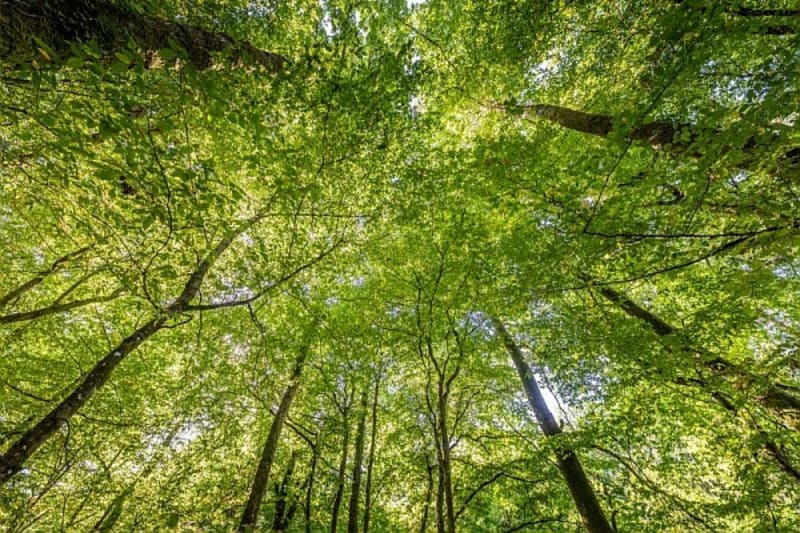 Forêt domaniale de Senonches - Des Paysages changeants - Senonches