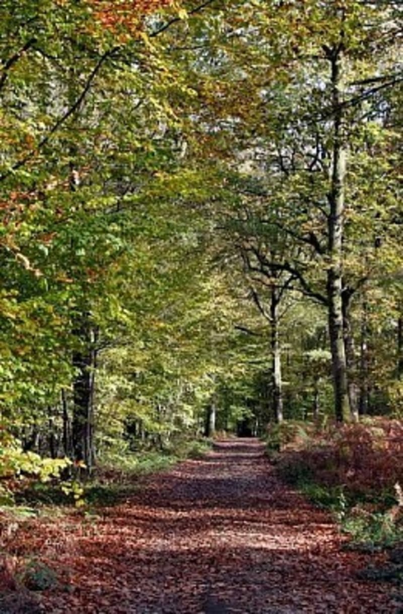 Les abbayes du Loir - Champrond-en-Gâtine
