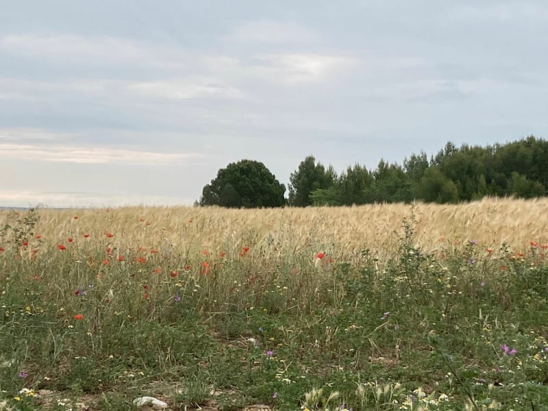 Tour des 3 villages vignerons - Entre-Vignes