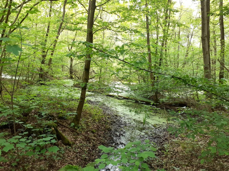 Forêt reposante à Saint Amand les Eaux - Saint-Amand-les-Eaux