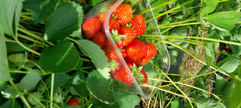 De Wasquehal Chéreng, allons cueillir des fraises par le Lac du Héron - Wasquehal