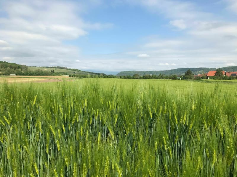 Circuit du Pied du Mont, par Krautergersheim à vélo - Obernai