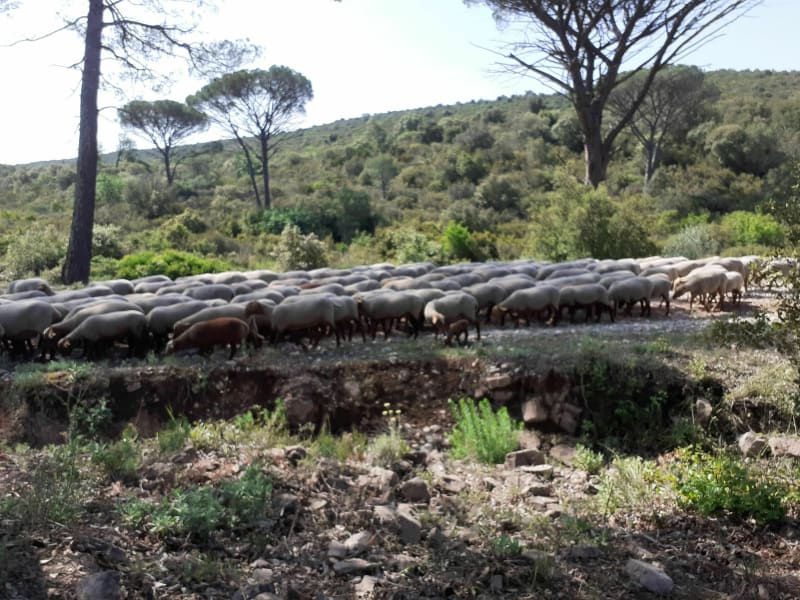 Balade en forêt de Palayson et du Rouet - Roquebrune-sur-Argens