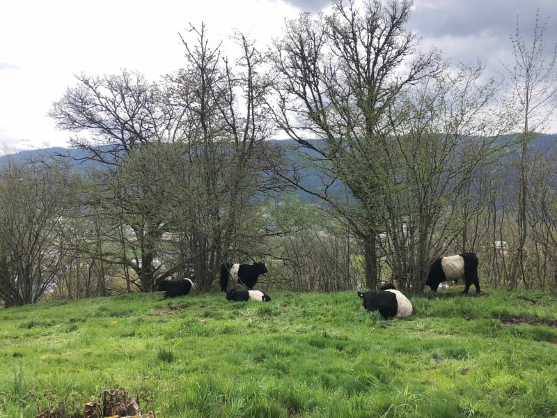 Du Vagney à Saulxures-sur-Moselotte - Vagney