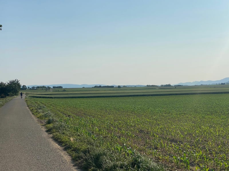 Balade dans les champs autour Ittenheim - Ittenheim