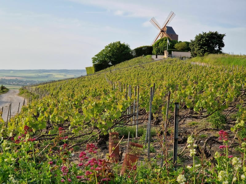 Balade de Saint-Rémi à Verzenay - Reims