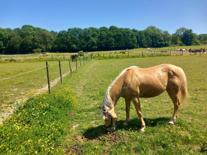 Les chevaux du long du Yerres entre Combs et Perigny - Combs-la-Ville