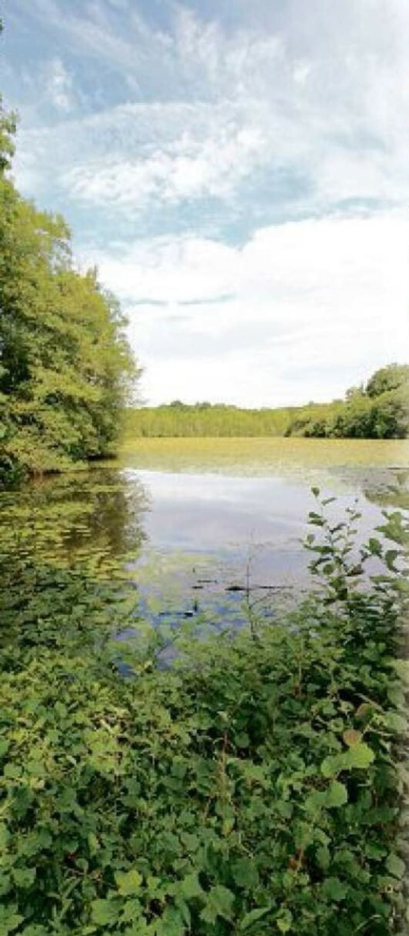 L'étang des Panses - Beaumont-les-Autels