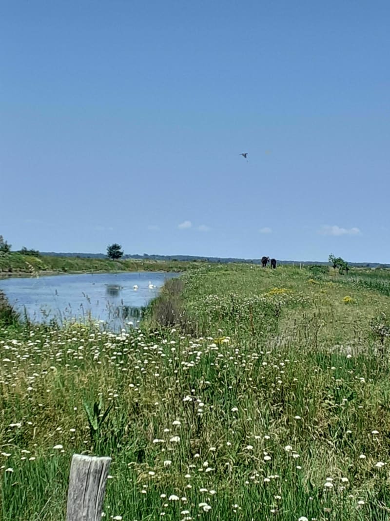 Boyardville entre forêt des Saumonards et Marais aux Oiseaux à vélo - Dolus-d'Oléron