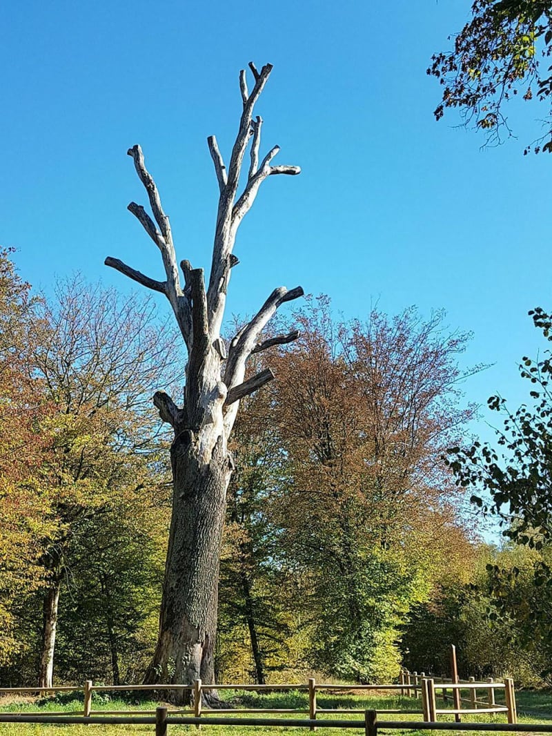 Balade au bois de Mondon au départ de Lunéville - Lunéville