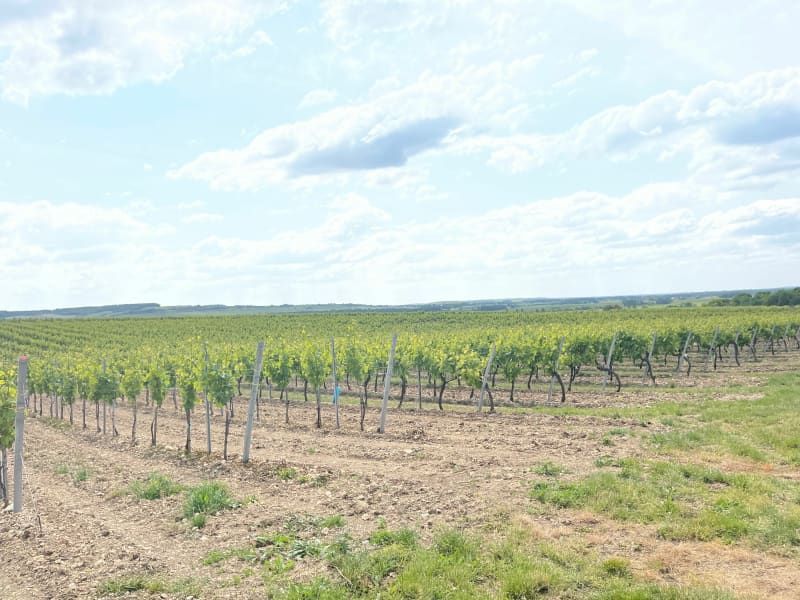Rando des vignes à Saint-Même-les-Carrières - Saint-Même-les-Carrières