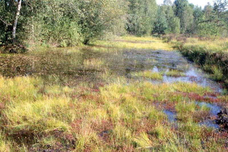 Sentier de la tourbière des Froux - Manou