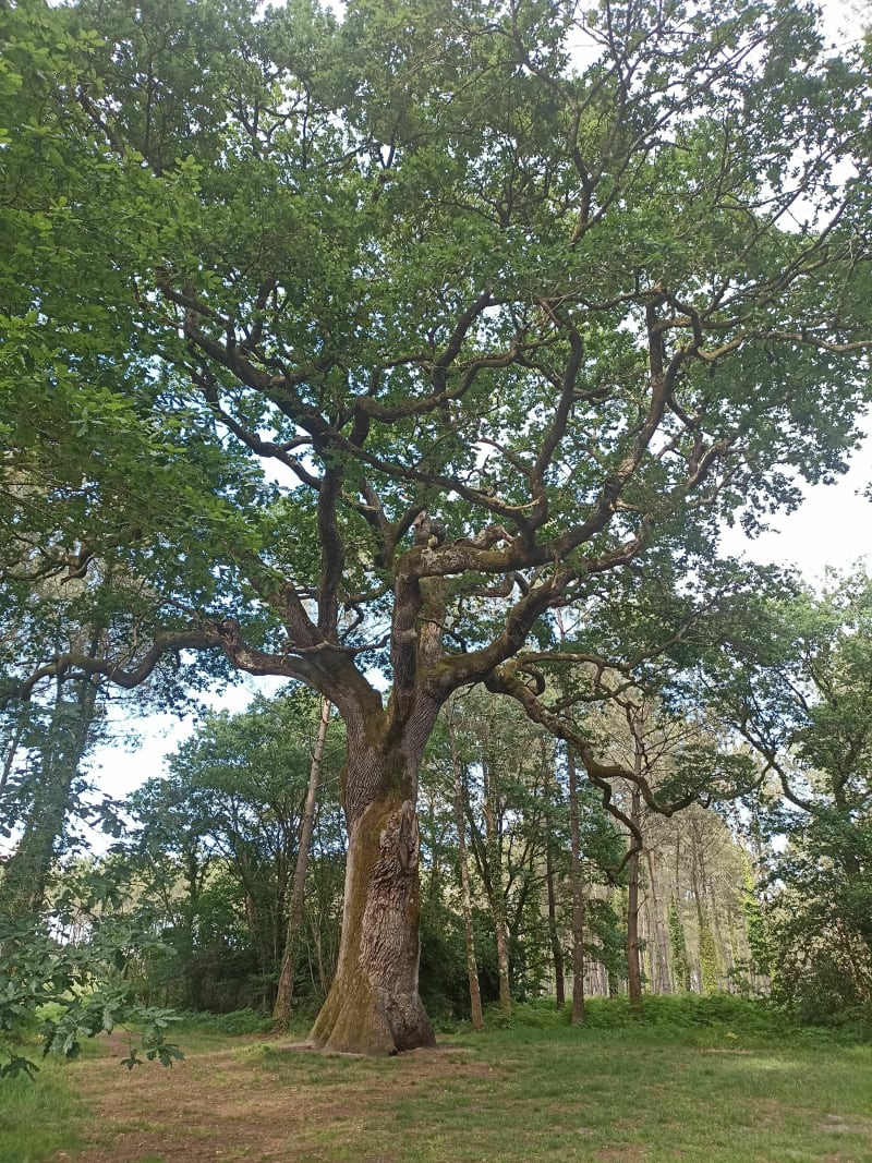 Balade en forêt avec le magnifique chêne de Nerthe - Herm