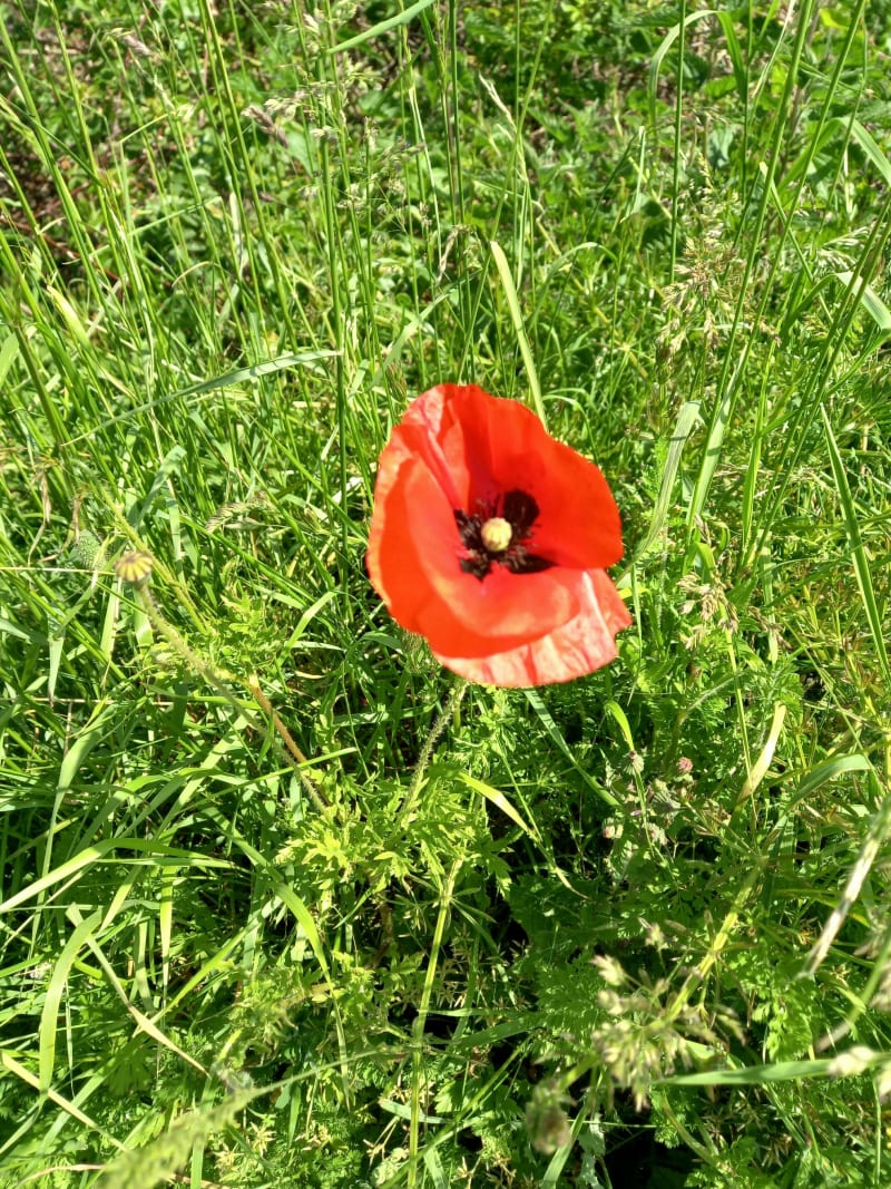 De Merignies golf à Tourminies - Mérignies
