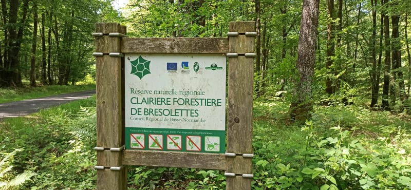 Belle balade ds  forêt domaniale du Perche et de la Trappe - Tourouvre au Perche