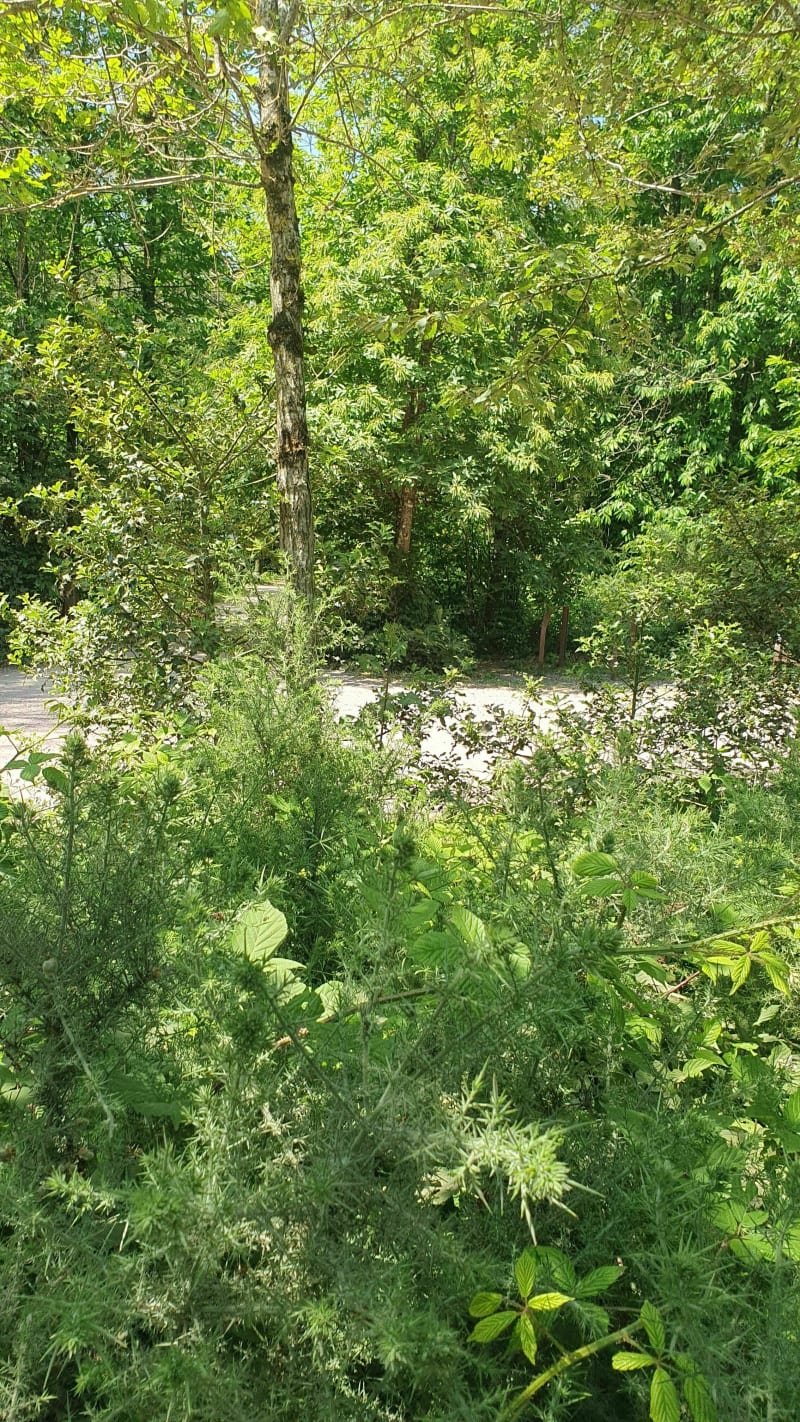 Le sentier du chaperon rouge à Monteneuf - Monteneuf