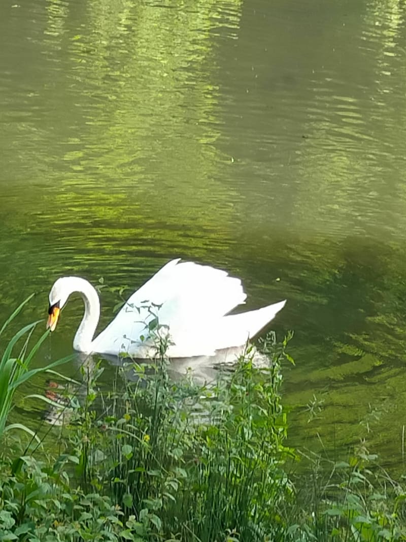 Autour du lac du héron à Villeneuve d'Ascq - Lille