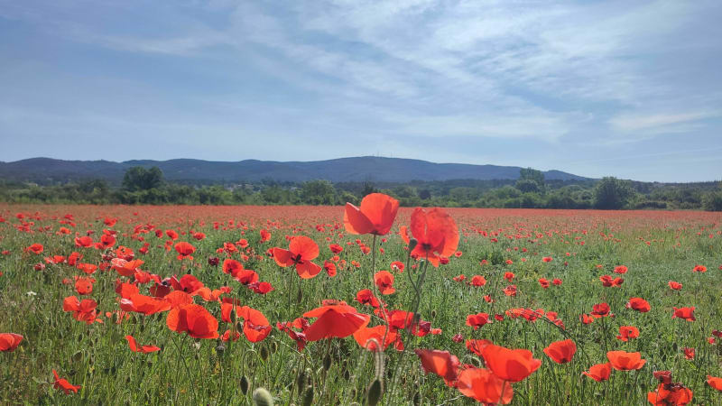Balade entre champs et vignes au pied du Mont Bouquet - Brouzet-lès-Alès