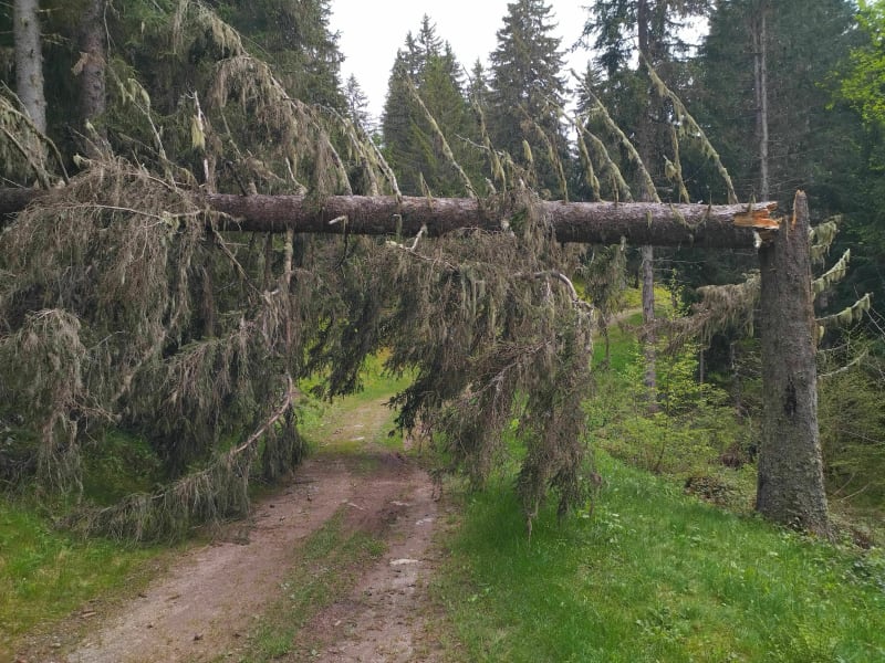 Balade forestière à VTT, All-Mountain, Le Pré de l'Arc coté Prabert - Laval-en-Belledonne