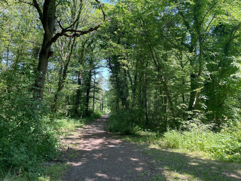 Forêt du Nonnenbruch depuis le stade de Lutterbach - Lutterbach