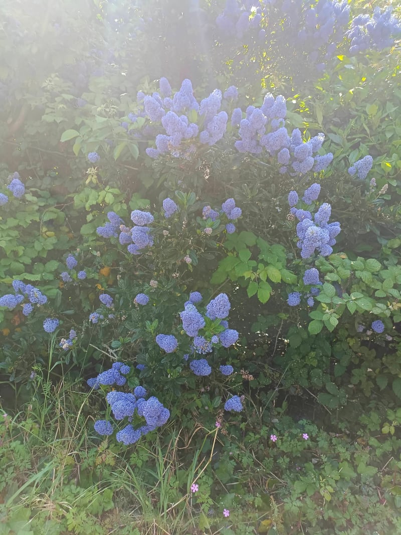 Chemins de campagne proche de Plévenon - Plévenon