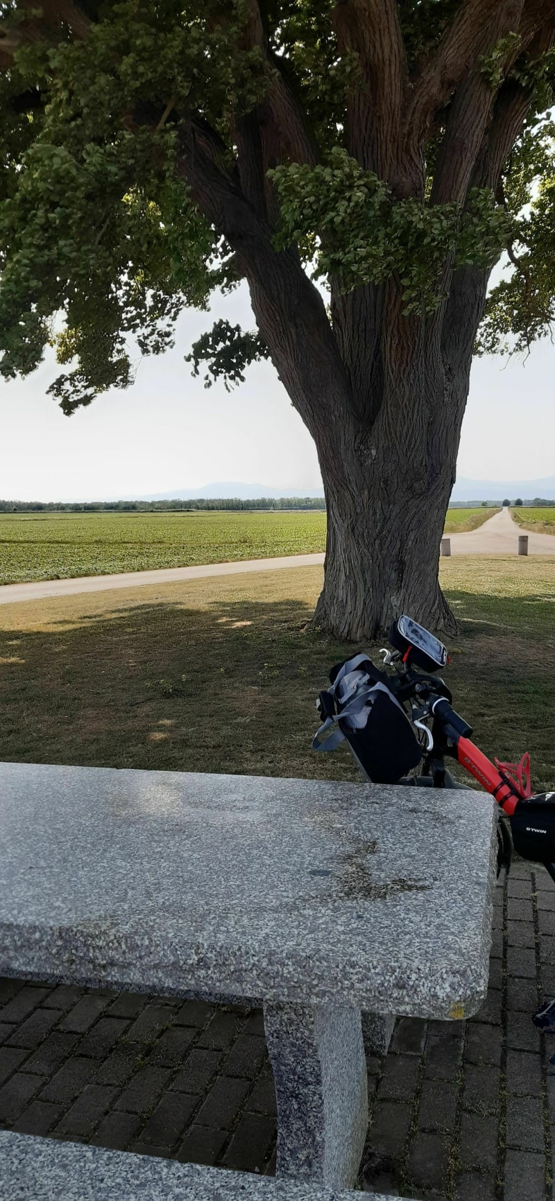 De Nambsheim à Fessenheim vers un arbre centenaire à vélo - Nambsheim
