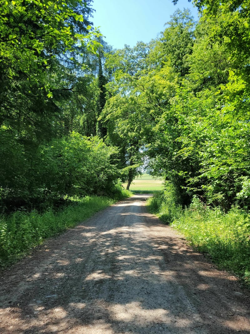 Randonnée dans la forêt d'Illfurth - Illfurth