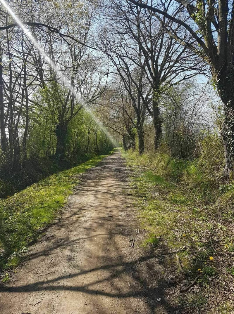 Descente vers le halage à Louverné - Louverné