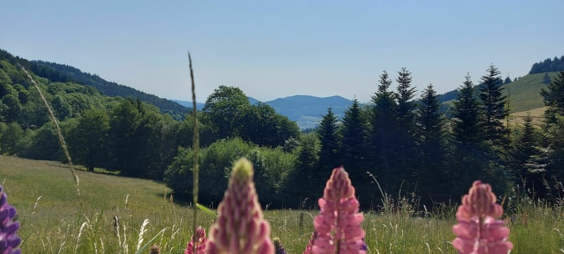Sur les hauteurs de Orbey - Orbey