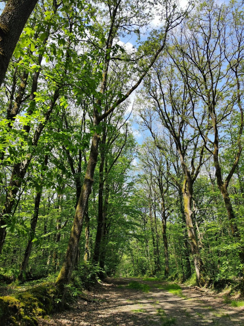 Circuit au bois de l'Huisserie - Laval