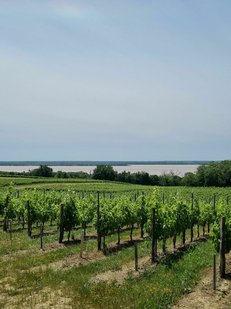 Balade autour de Blaye, entre vignes et châteaux - Blaye